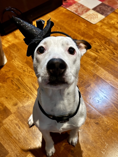 Entry image for Lilah. Clicking this image will show a larger photo