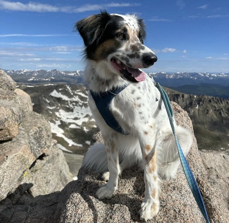 Entry image for Rocky. Clicking this image will show a larger photo