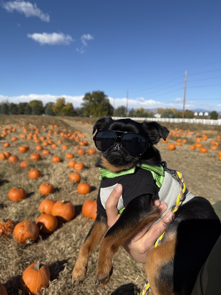 Entry image for Pistachio. Clicking this image will show a larger photo