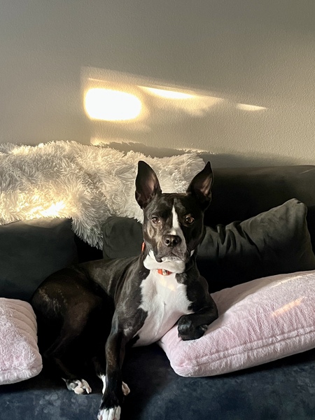 Entry image for Nova. Clicking this image will show a larger photo