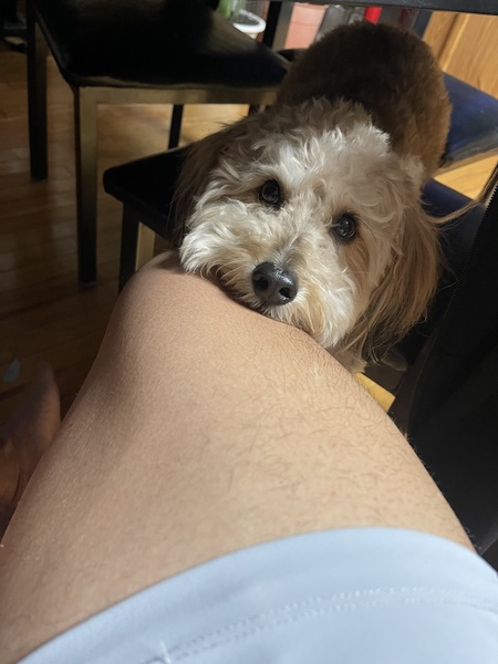 Entry image for Chai. Clicking this image will show a larger photo