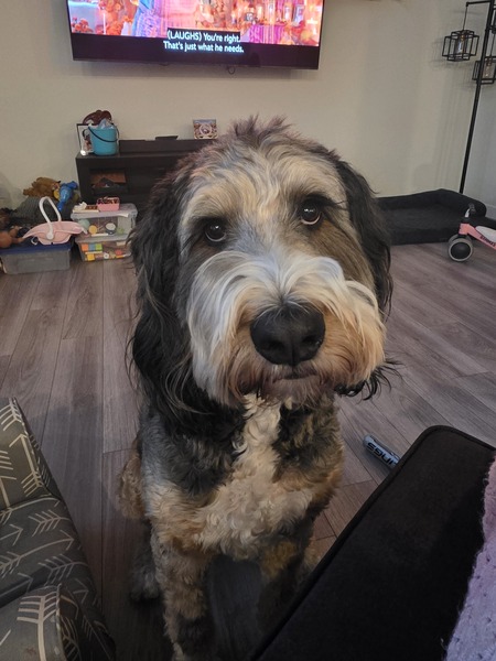 Entry image for Copper. Clicking this image will show a larger photo