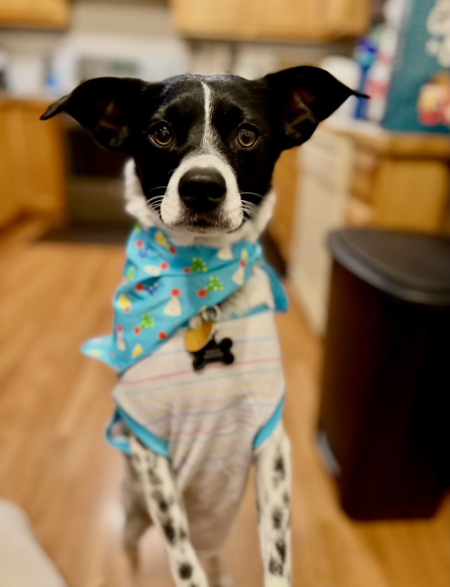 Entry image for Beast. Clicking this image will show a larger photo