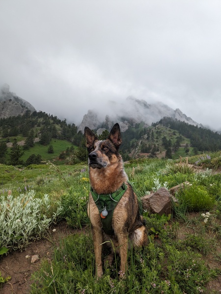 Entry image for Bo. Clicking this image will show a larger photo