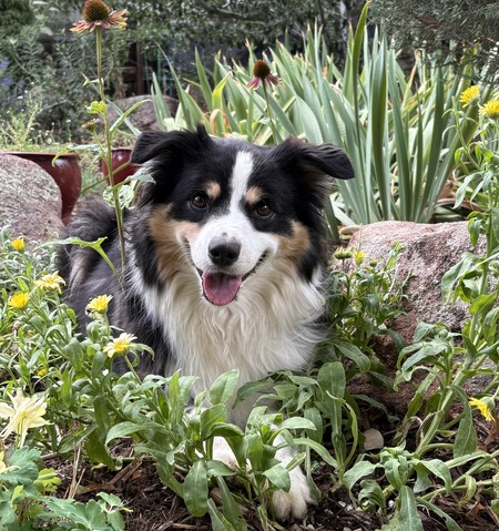 Entry image for Joey. Clicking this image will show a larger photo