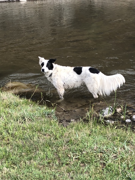 Entry image for Roxy. Clicking this image will show a larger photo