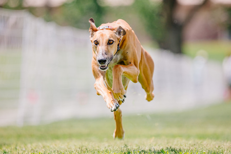 Entry image for Fiadh. Clicking this image will show a larger photo