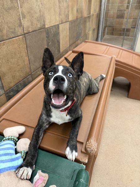 Entry image for Duke . Clicking this image will show a larger photo