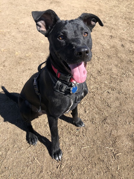 Entry image for Tucker. Clicking this image will show a larger photo