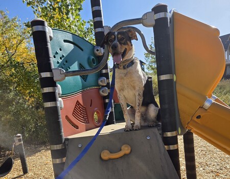 Entry image for Moose. Clicking this image will show a larger photo