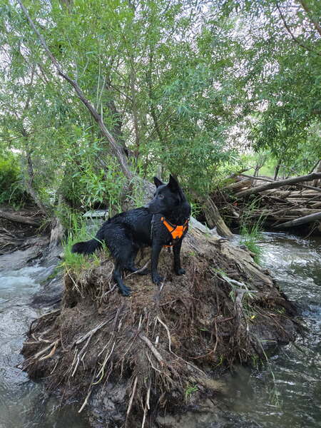 Entry image for Moco. Clicking this image will show a larger photo