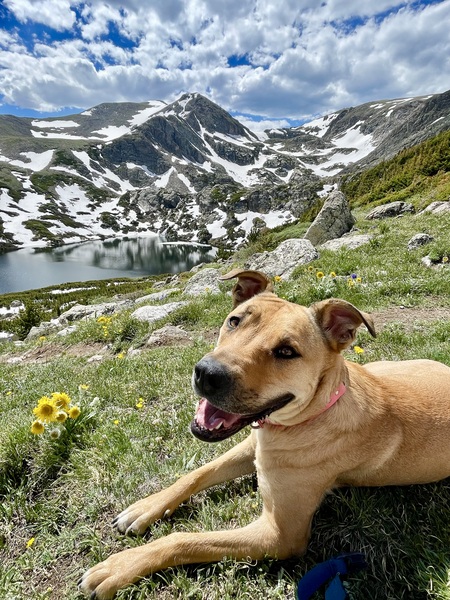 Entry image for Maya . Clicking this image will show a larger photo