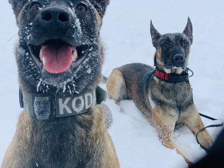 Entry image for Koda & Nuke. Clicking this image will show a larger photo