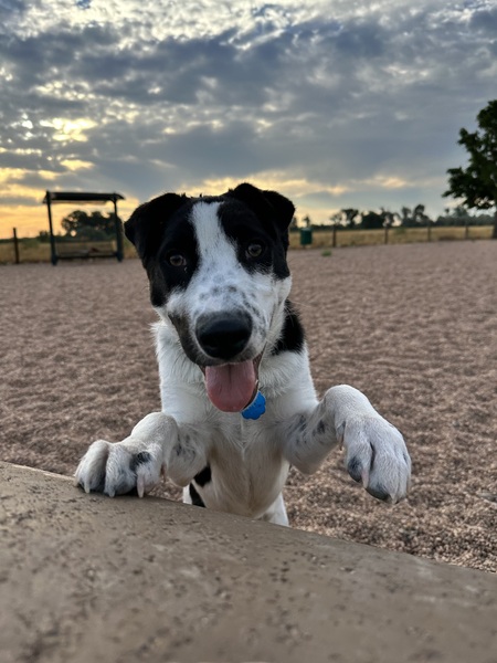 Entry image for Seamus . Clicking this image will show a larger photo