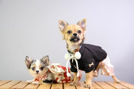 Entry image for Yumi and Mochi. Clicking this image will show a larger photo