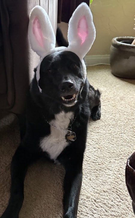 Entry image for Sirius . Clicking this image will show a larger photo