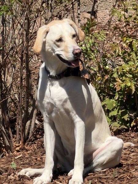 Entry image for Lucy. Clicking this image will show a larger photo