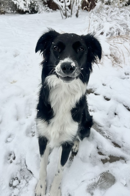 Entry image for Ekko. Clicking this image will show a larger photo