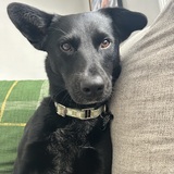 Entry image for Sasha