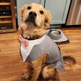 Entry image for Barkley