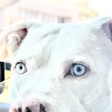 Entry image for Willow