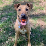 Entry image for Rosie