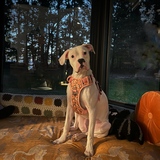 Entry image for Penny