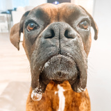 Entry image for Willie