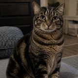Entry image for Kitty Baby 