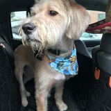 Entry image for Chewby