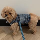 Entry image for Charlie