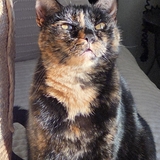 Entry image for Rosie 