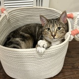 Entry image for Pickle