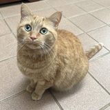 Entry image for Nugget