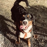 Entry image for Bailey 