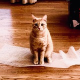 Entry image for Sonny