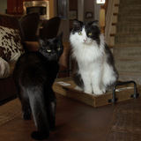 Entry image for Bubbles and Midna