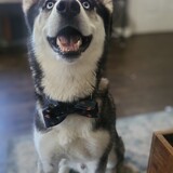 Entry image for Loki