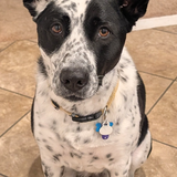 Entry image for Pepper