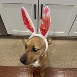 Entry image for Mabel 