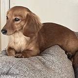 Entry image for Olive