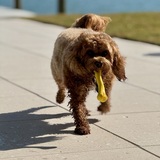 Entry image for Riley