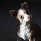 Entry image for Midge
