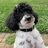 Entry image for Sammie