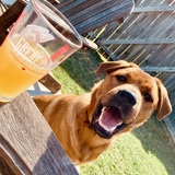 Entry image for Brew