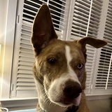 Entry image for Cooper
