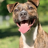Entry image for Buster