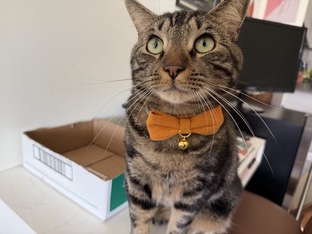 Entry image for Monty. Clicking this image will show a larger photo