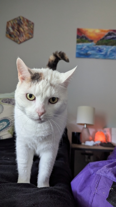 Entry image for Spice. Clicking this image will show a larger photo