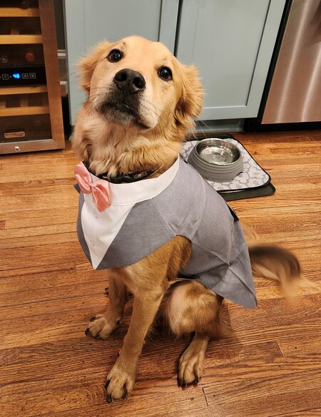 Entry image for Barkley. Clicking this image will show a larger photo